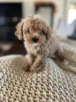 Daisy, a female Poodle - Toy  for sale in Black Canyon City, AZ – 2 of 2