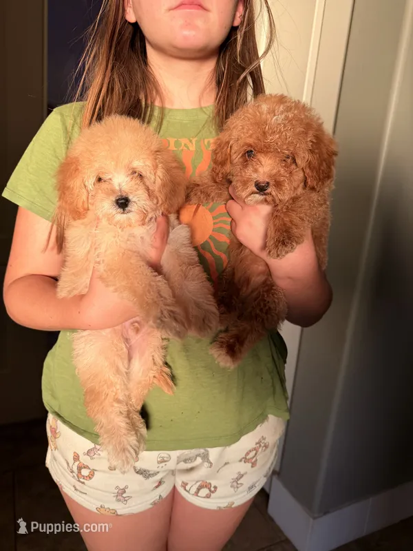 Salt  – Cavapoo, Poodle - Toy  puppy for sale in New River, AZ
