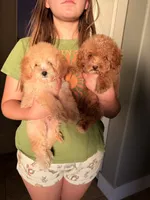 Salt , a male Cavapoo and Poodle - Toy  for sale in New River, AZ – 1 of 1