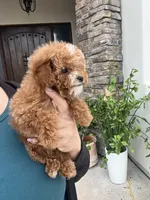 Churro, a female Poodle - Toy  for sale in Black Canyon City, AZ – 3 of 3