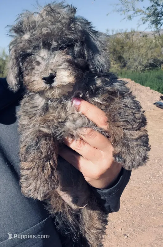 Merlen, a male Poodle - Miniature  and Miniature Bernedoodle for sale in Black Canyon City, AZ – Photo 1 of 1