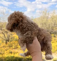 Pink, a female Poodle - Toy  for sale in Black Canyon City, AZ – Photo 2 of 2