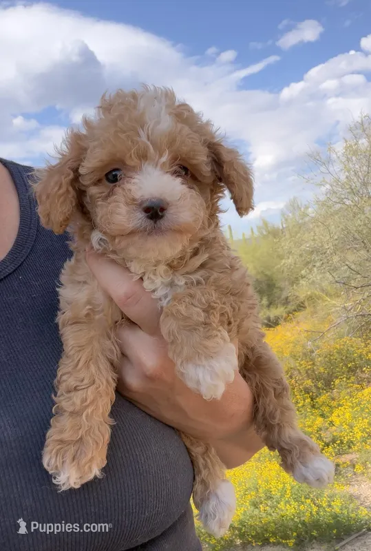 Pink – Poodle - Toy  puppy for sale in Black Canyon City, AZ