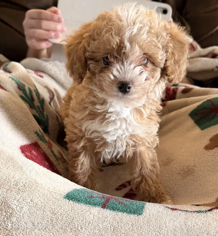 Pink – Poodle - Toy  puppy for sale in Black Canyon City, AZ