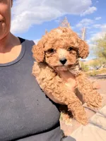 Cheeto, a male Poodle - Toy  for sale in Black Canyon City, AZ – Photo 2 of 2