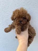 TCP Rex , a male Poodle - Toy  for sale in Black Canyon City, AZ – 2 of 3