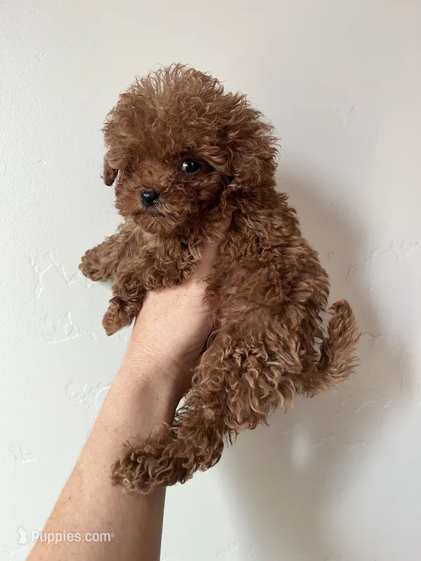 TCP Rex  – Poodle - Toy  puppy for sale in Black Canyon City, AZ