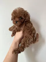 TCP Rex , a male Poodle - Toy  for sale in Black Canyon City, AZ – 1 of 3