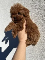 TCP Rex , a male Poodle - Toy  for sale in Black Canyon City, AZ – 3 of 3