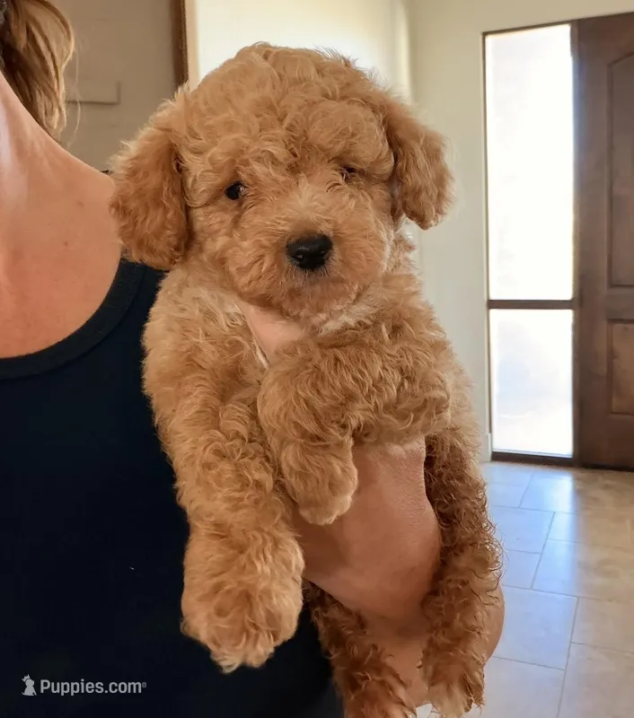 Naomi – Poodle - Toy  puppy for sale in Black Canyon City, AZ
