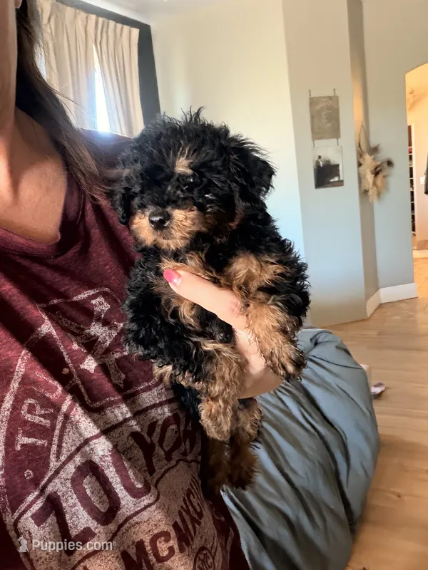 Genesis – Poodle - Toy  puppy for sale in Black Canyon City, AZ