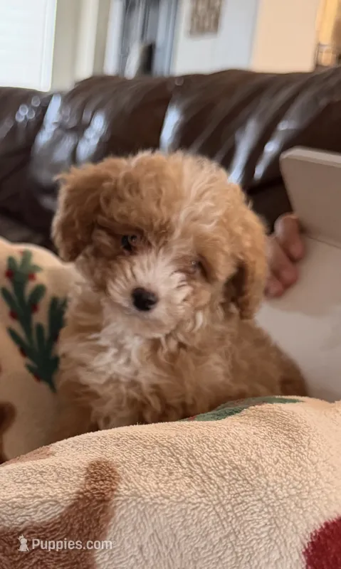 Chex – Poodle - Toy  puppy for sale in Black Canyon City, AZ