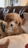 Chex, a male Poodle - Toy  for sale in Black Canyon City, AZ – 1 of 1