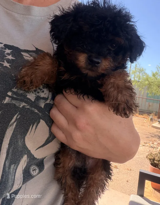 Ledi – Poodle - Toy  puppy for sale in Black Canyon City, AZ