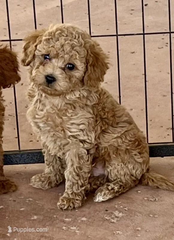 Diego – Poodle - Toy  puppy for sale in Black Canyon City, AZ