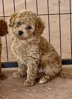 Diego, a male Poodle - Toy  for sale in Black Canyon City, AZ – 1 of 2