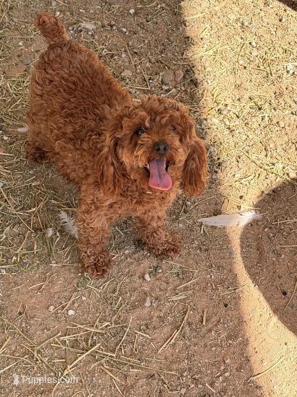 Senorita – Poodle - Toy  puppy for sale in Black Canyon City, AZ