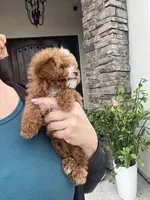 Churro, a female Poodle - Toy  for sale in Black Canyon City, AZ – 2 of 3
