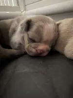 #7, a male French Bulldog for sale in Naples Park, FL – 2 of 3