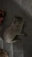 Number 1, a male French Bulldog for sale in Naples Park, FL – 1 of 1