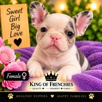 Pink nose, a female French Bulldog for sale in Naples Park, FL – 1 of 1