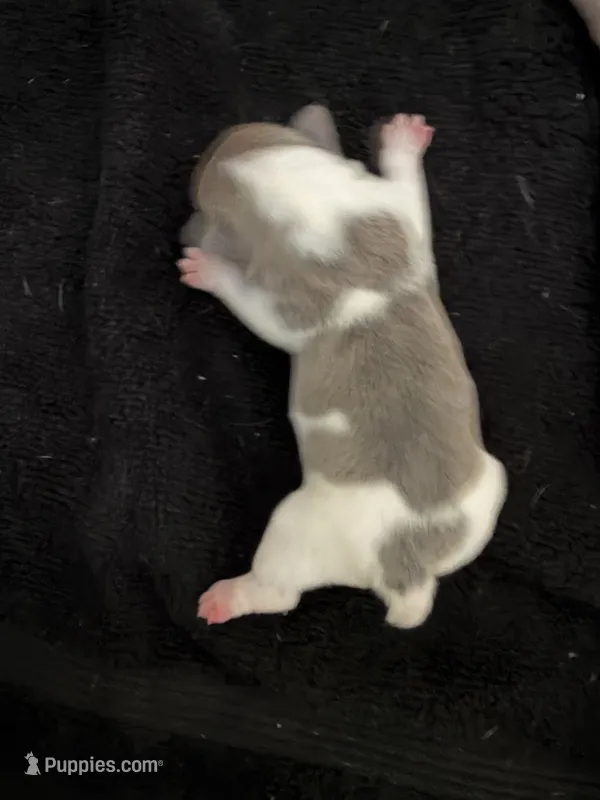 Number 5 – French Bulldog puppy for sale in Naples Park, FL