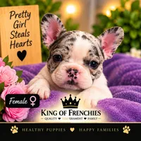 Snow White , a female French Bulldog for sale in Naples Park, FL – 1 of 1