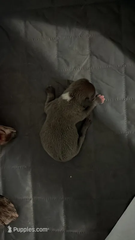 Number 2 – French Bulldog puppy for sale in Naples Park, FL