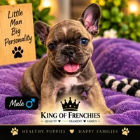 Ozuna , a male French Bulldog for sale in Naples Park, FL – 1 of 1