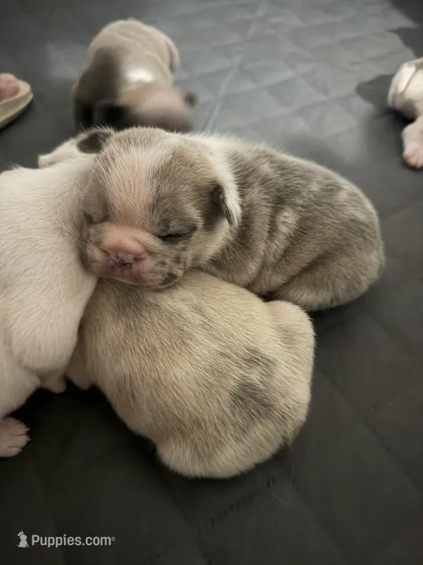 #7 – French Bulldog puppy for sale in Naples Park, FL