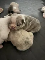 #7, a male French Bulldog for sale in Naples Park, FL – 1 of 3