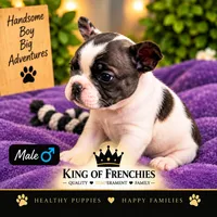 Oreo, a male French Bulldog for sale in Naples Park, FL – 1 of 1