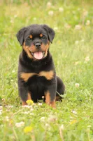Sadie, a female Rottweiler for sale in Newville, PA – 7 of 10