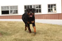 Prince, a male Rottweiler for sale in Newville, PA – 5 of 6