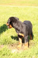 Tilly, a female Rottweiler for sale in Newville, PA – 5 of 7