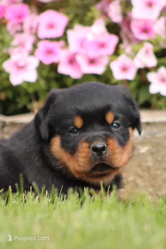 Fiona – Rottweiler puppy for sale in Newville, PA