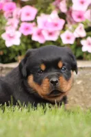 Fiona, a female Rottweiler for sale in Newville, PA – 1 of 9
