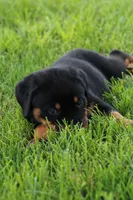 Dutin, a male Rottweiler for sale in Newville, PA – 2 of 8