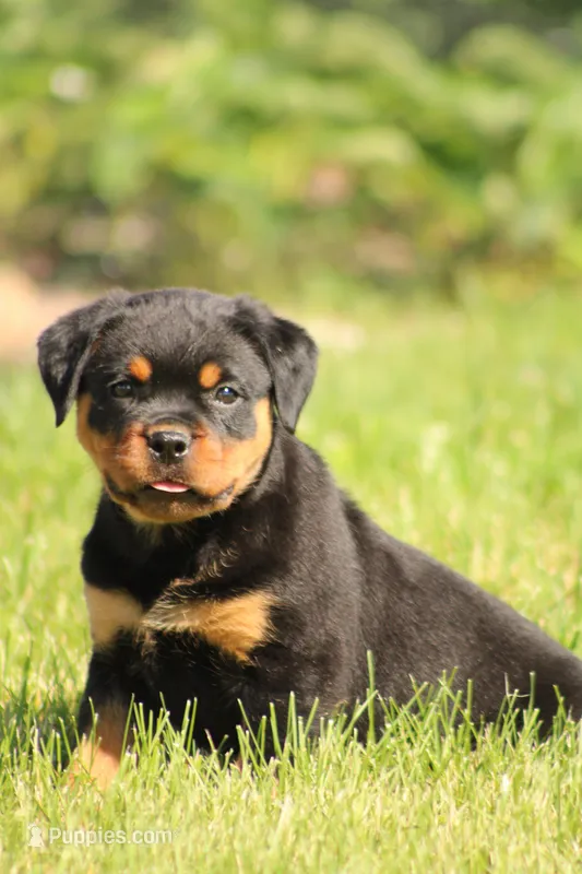 Robby – Rottweiler puppy for sale in Newville, PA