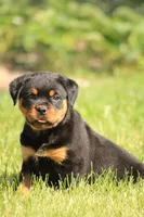 Robby, a male Rottweiler for sale in Newville, PA – 1 of 6