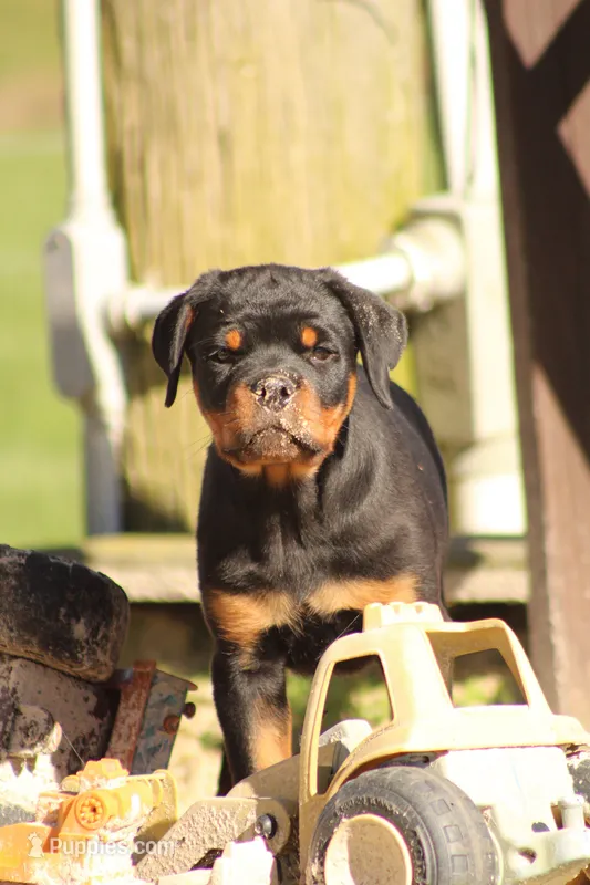 Sammy  – Rottweiler puppy for sale in Newville, PA