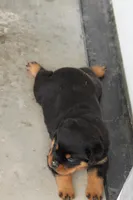 Felicity, a female Rottweiler for sale in Newville, PA – 3 of 9