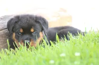Dynamite, a male Rottweiler for sale in Newville, PA – 2 of 9
