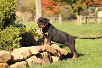 Sammy , a male Rottweiler for sale in Newville, PA – 5 of 8