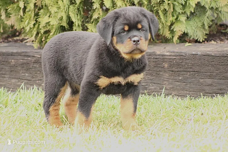 Honey bunch – Rottweiler puppy for sale in Newville, PA