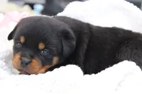 processed/9bc9b099-0c4a-44f1-873b-64ccd5a6ad00/listing/14d2cb27-90b8-4f03-a464-c17e37fad8c4/f94cff2e-1df7-4210-b8c3-f3b524509c49