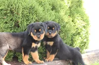 Dynamite, a male Rottweiler for sale in Newville, PA – 5 of 9