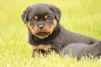 Shon, a male Rottweiler for sale in Newville, PA – 3 of 7