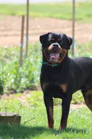 Shasta, a female Rottweiler for sale in Newville, PA – 8 of 9