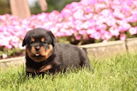 Fiona, a female Rottweiler for sale in Newville, PA – 4 of 9